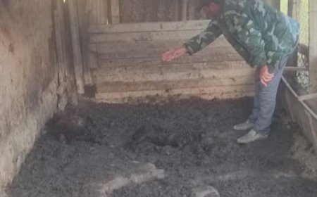 Cəlilabadda canavarlar şəxsi təsərrüfata hücum edib - FOTO