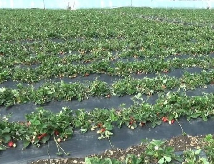 Cəlilabadda intensiv yağıntılar çiyələyin məhsuldarlığını aşağı salıb - FOTO