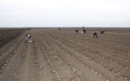 Cəlilabadda payızlıq kartof əkini başlayıb, bu il sahələr artırılıb